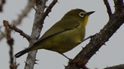 Oranjebrillenvogel